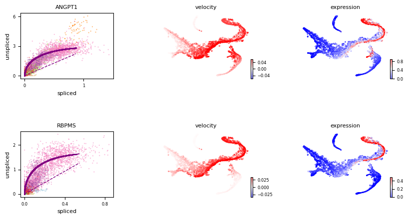 ../../_images/graphvelo_notebooks_tutorials_tutorial_for_scvelo_19_0.png